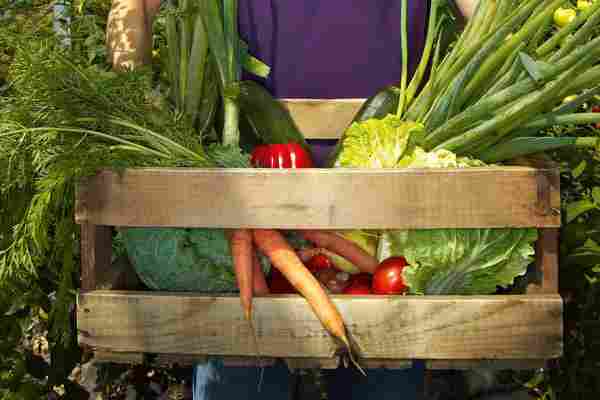 Cum să amenajați o grădină de legume cu ajutoru